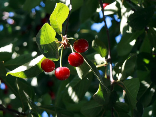 img436.jpg